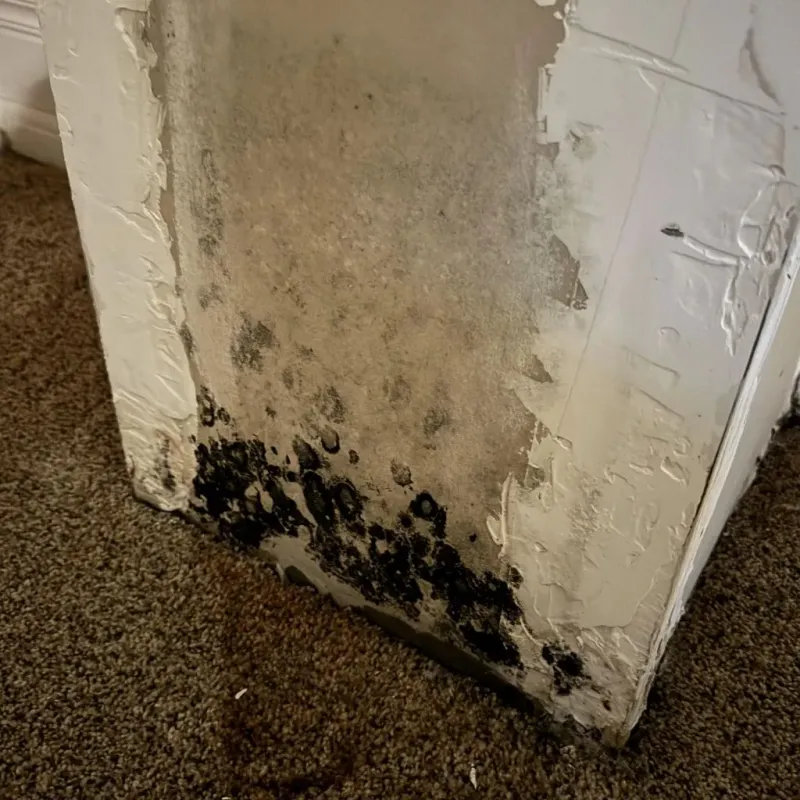Professional Mold Removal in Delaware County, OH